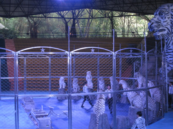 Tiger Show