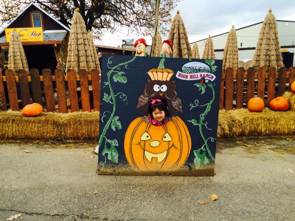 Roxy with her head inside the pumpkin at High Hill Ranch