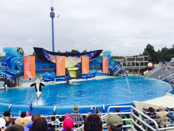 Shamu show 